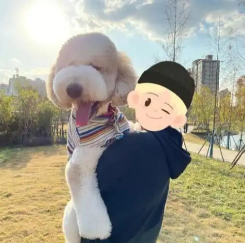 贵妇狗",巨型贵宾犬很多年前在国外就很受欢迎,这些年国内养巨贵的人