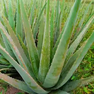 【库拉索芦荟原汁面膜图片】库拉索芦荟原汁面膜图片大全_q友网