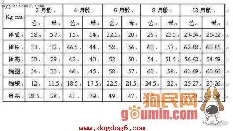我家金毛4个月24斤正常吗?