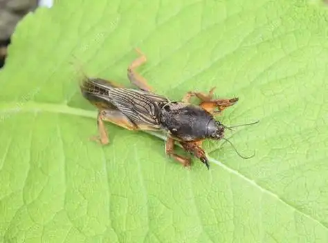 农村常见的地下害虫蝼蛄,可以吃吗?为啥卖这么贵?