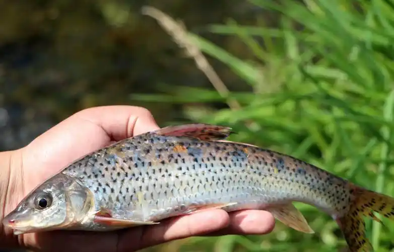 格鱼学名叫什么(格利是什么鱼) - 风集网