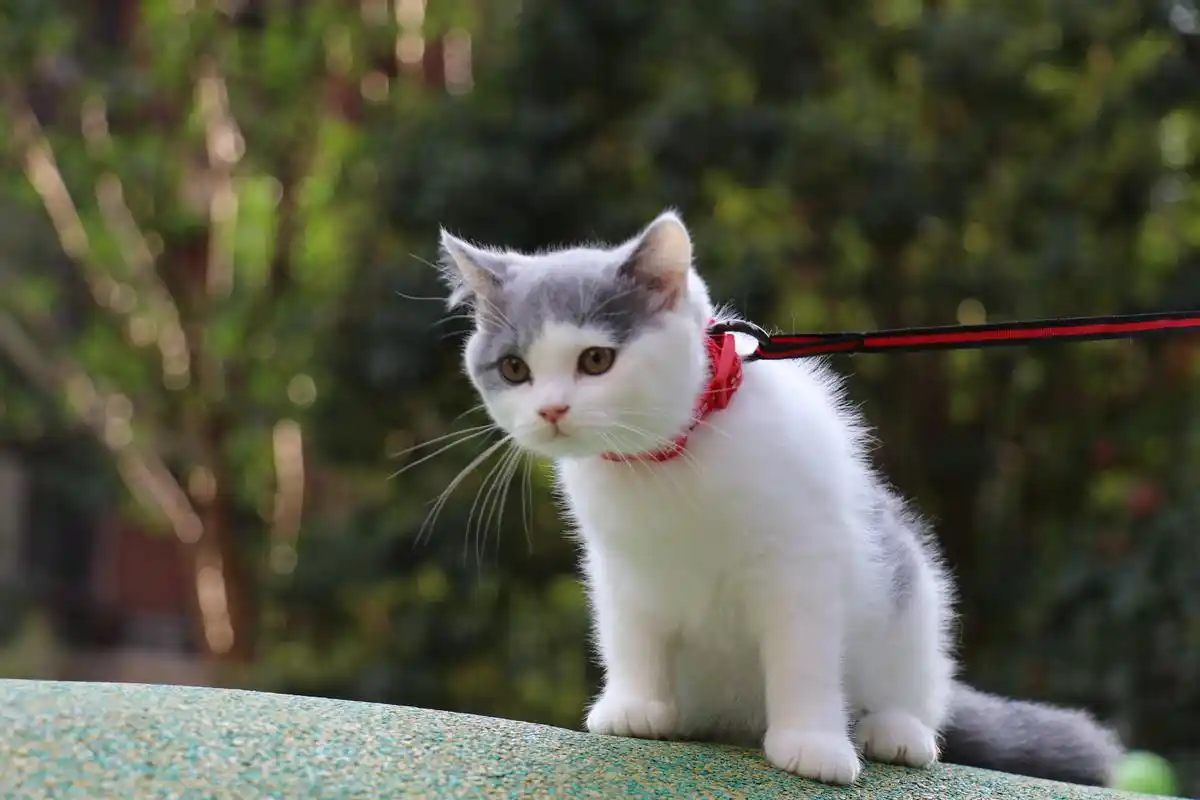 193-英短蓝白母红色脖圈 英短猫原创高清照片 蓝白英短