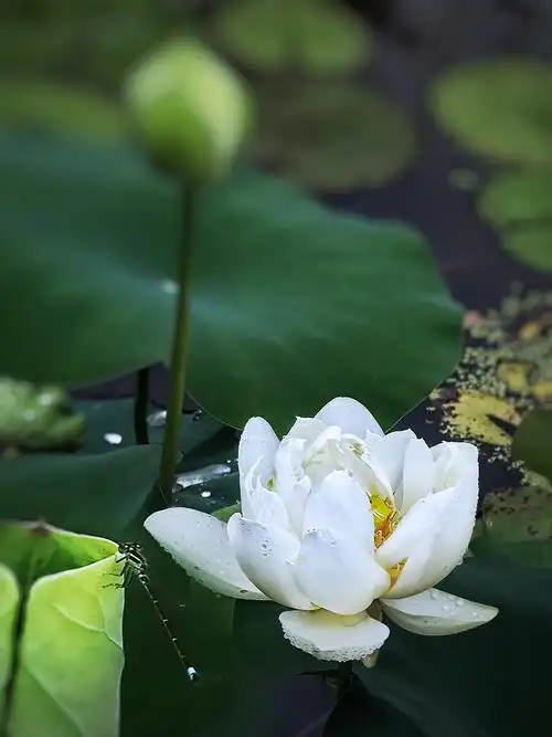 白莲花摄于温州杨府山