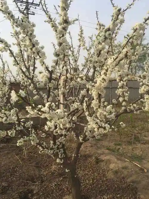 李子树开花季节