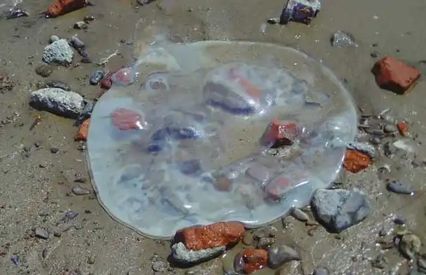 海蜇能蜇死人吗?