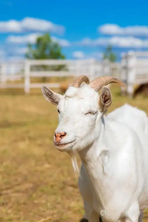 滑稽的微笑山羊与蔚蓝的天空中的酒泉肖像