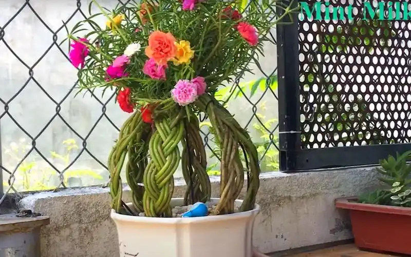 农村很常见的太阳花这样编成花球造型别致开花不断