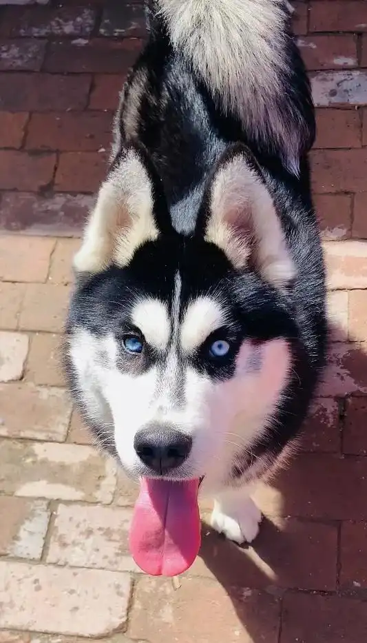 帅帅的二哈!#哈士奇#二哈#哈士奇照 - 抖音