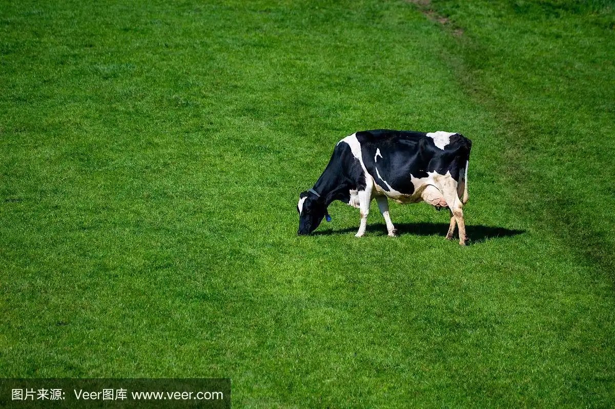 荷兰黑白色的奶牛和牛奶在绿色的草地上吃草