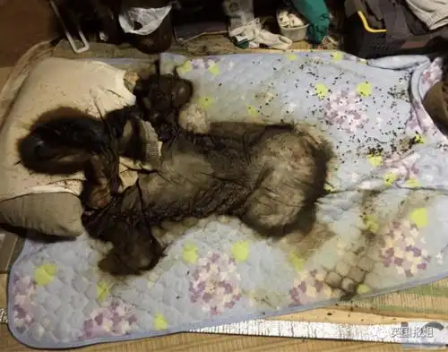 日本死亡清理人专扫死过人的房子尸体腐烂越严重收费越高