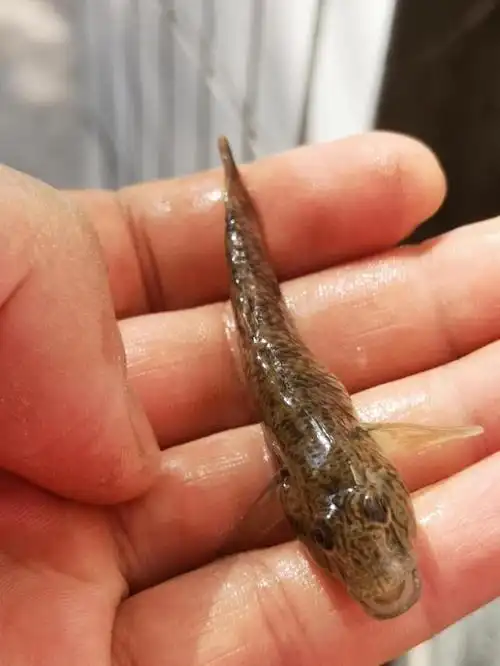 老渔民都当宝的小杂鱼,在菜场看见可千万别错过