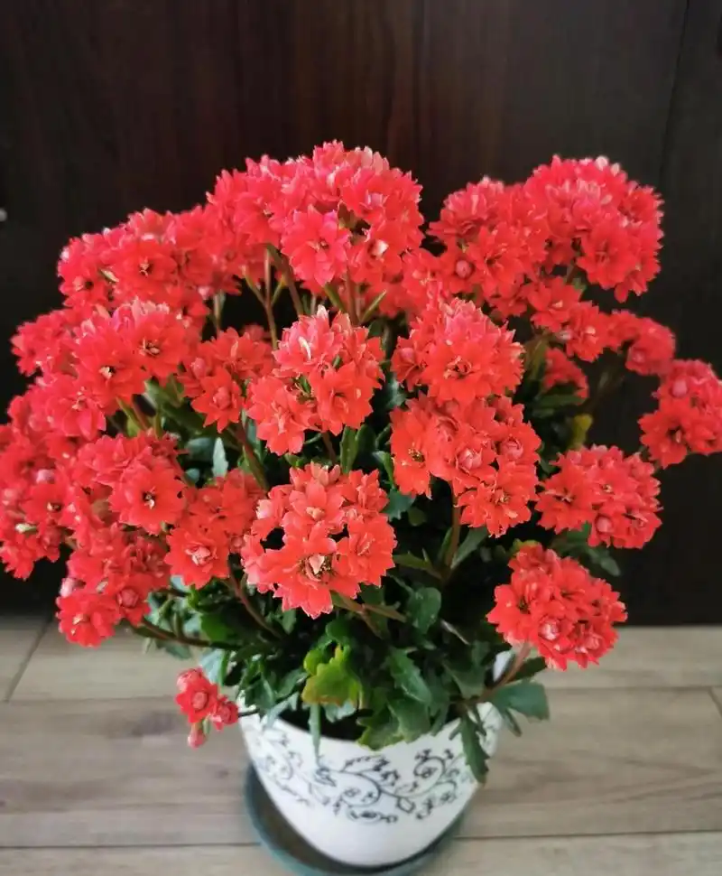 非洲红宝石,长寿花里非常出色的品种,株型低矮紧凑,高度和冠幅都是20