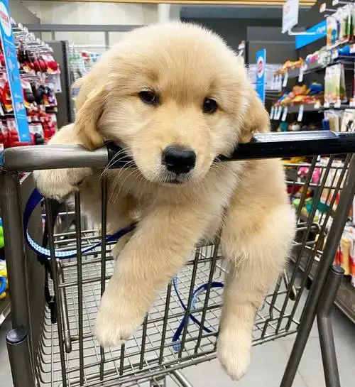 小金毛治愈系高清无水印萌图9p