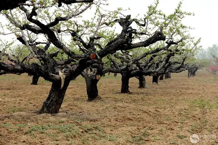 埠江镇高寨桃园拍摄活动>老桃树-侃图论图-光影中国网-36.01ny.