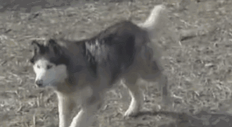 狗狗走路一瘸一拐?答案可能就在它的脚趾间