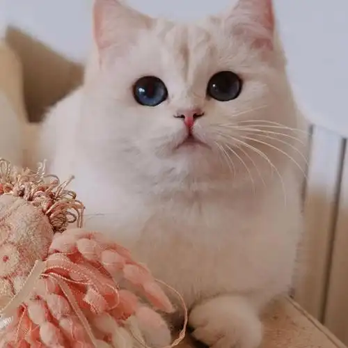 银点蓝眼睛小可爱找家