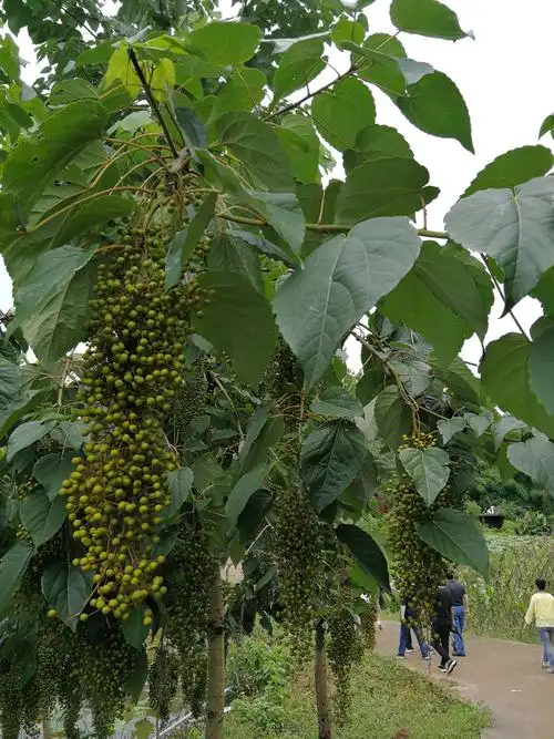 毛叶山桐子挂果篇