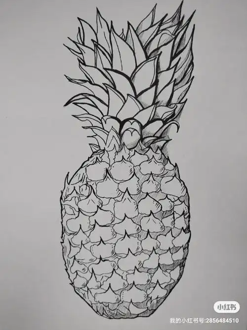 新手水果菠萝素描