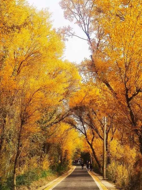 泽普金湖杨国家森林公园