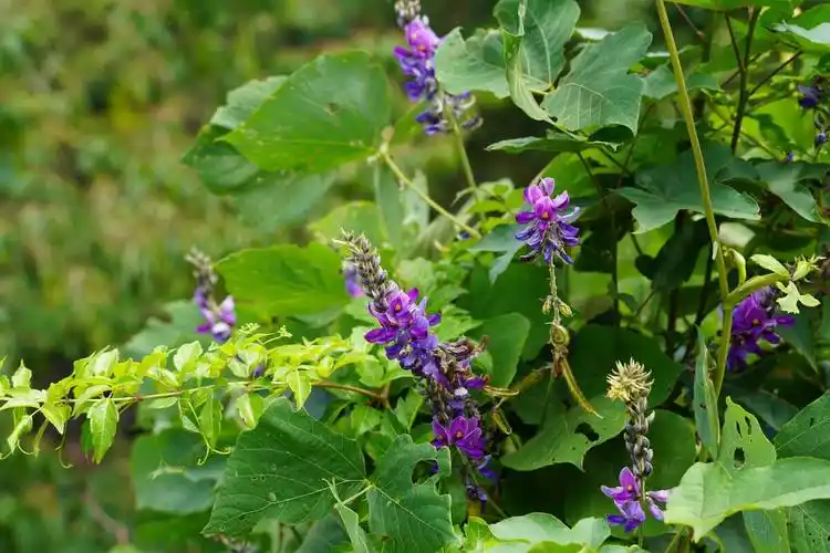 野生葛根一斤能出多少斤粉,农村野葛根一年长几十米长,根部挖来过滤出