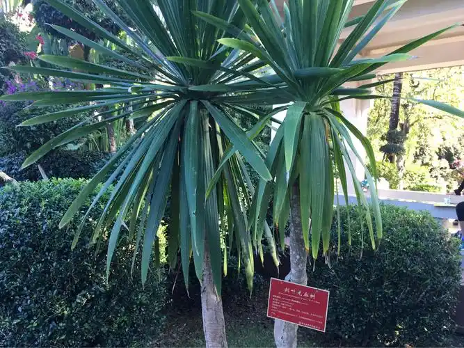 龙血树,可制作名贵的血竭药材.