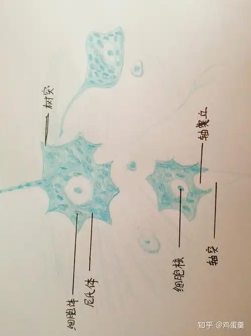 请问多级神经元高倍手绘图怎么画