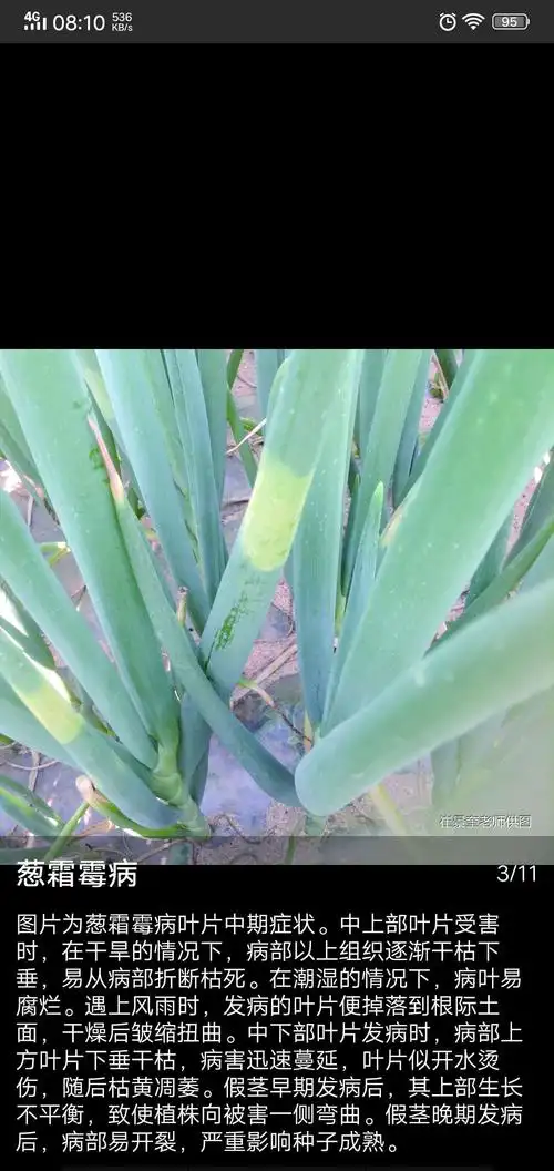 大葱田间管理——(大葱霜霉病灰霉病)