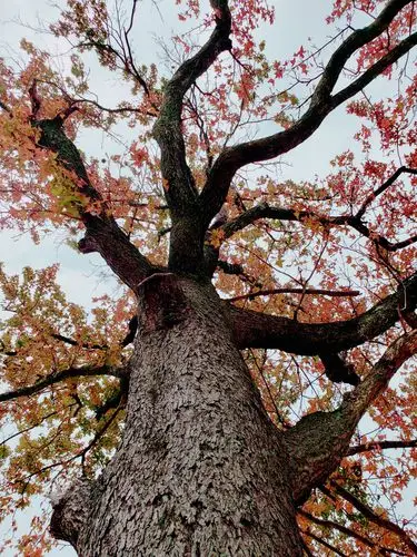 建军村的老枫树
