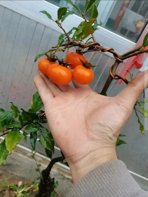 精品金弹子!嫁接多年大柿饼,最大号柿饼果!桩型以定,后期走势清晰!