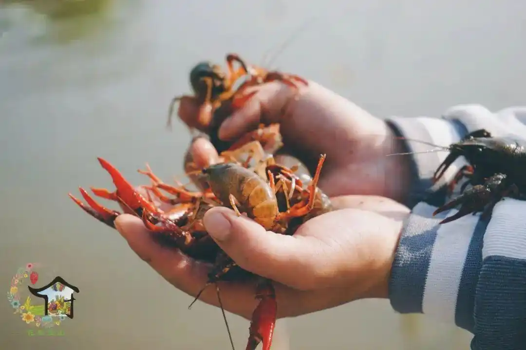 "五一"来宝山钓小龙虾!快收下这份超全的"虾夏侬"指南