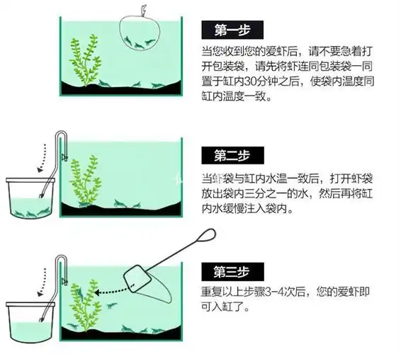 淡水观赏虾水晶虾极火虾清洁缸除燥虾宠物虾练手虾活体抱卵虾套餐