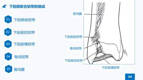 下胫腓联合韧带损伤ppt