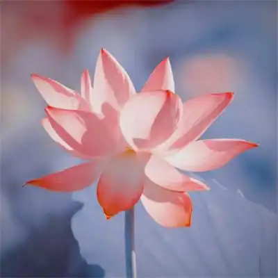 超火的荷花头像图片