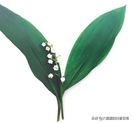 单子叶植物有哪些各种叶子的用途