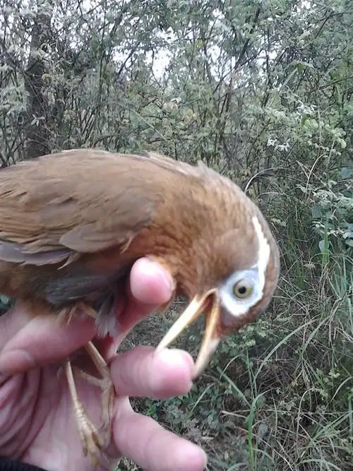 画眉鸟是我刚抓的.有图片.好吗?求点评?求意见?