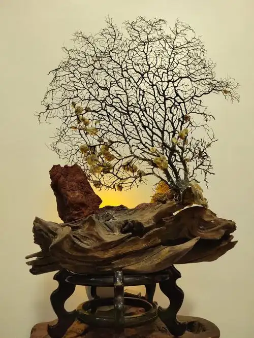 海铁树 沉木 火山石=创意无限,搞定9999