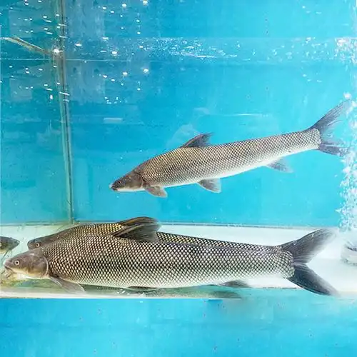 货品编号: 2155458 名称: 东江湖银鳕鱼 产地: 东江湖 重量: 800g