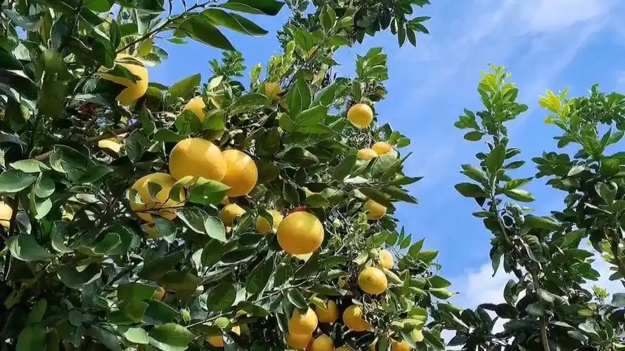 99黄金葡萄柚来自宝岛台湾  属于稀缺品种,喜光的特性让它在花果之