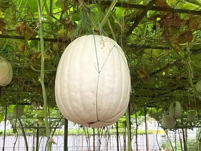 北瓜图片(北瓜图片大全大图 实物图片) - 泉兴百科