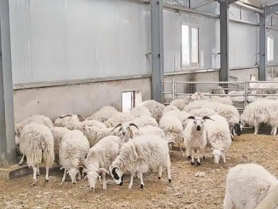 青海海晏:白藏羊"抱团"闯市场