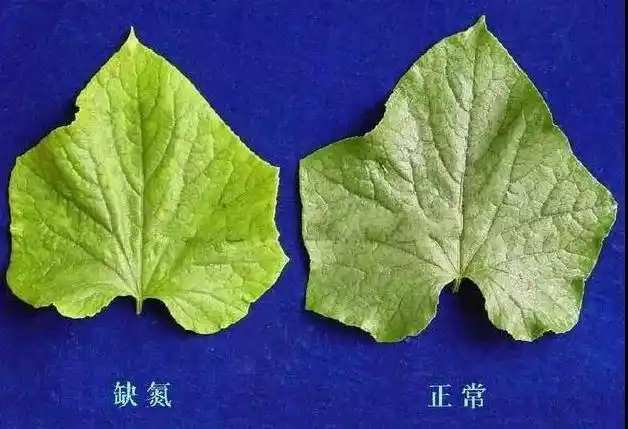 图2  黄瓜缺氮症状   缺磷