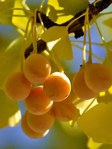 (平水韵) 银杏果