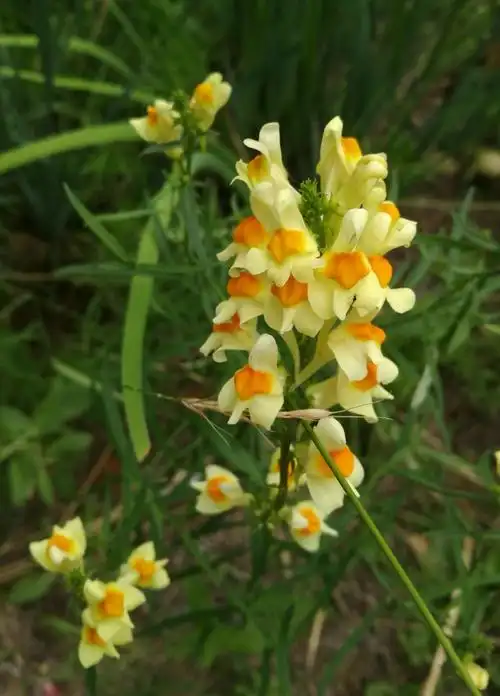 日月峡中草药685柳穿鱼1