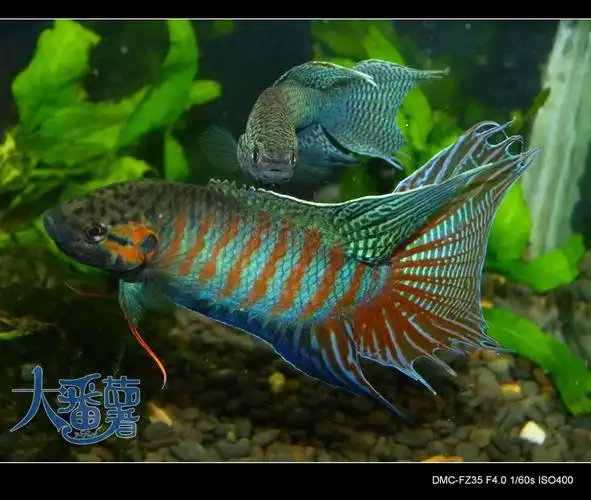 国斗魅力之展示级巨普 - 雷龙斗鱼 - cta南美水族 - powered by