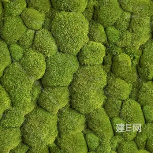 永生苔藓3d贴图_永生苔藓3d贴图下载_永生苔藓3d贴图免费下载_建e室内