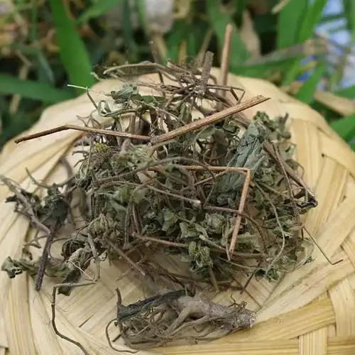 中药古今研究:豨莶草
