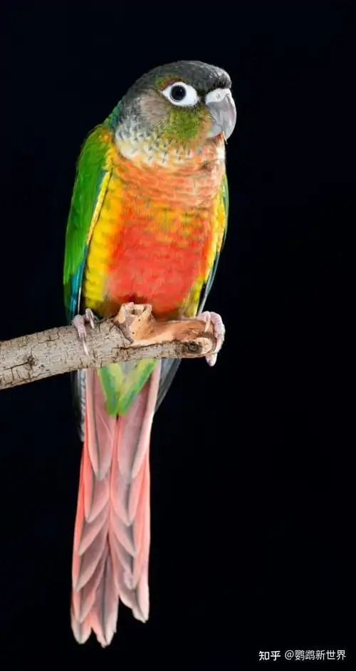 绿颊锥尾鹦鹉小太阳鹦鹉