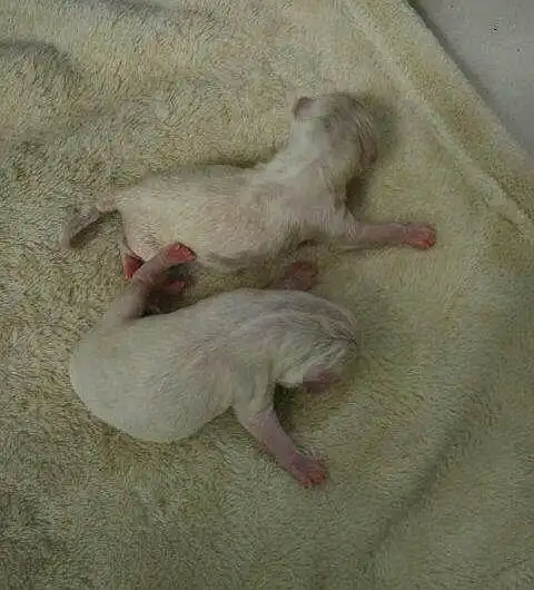 泰迪刚出生时候照片小泰迪图片泰迪小时候图片