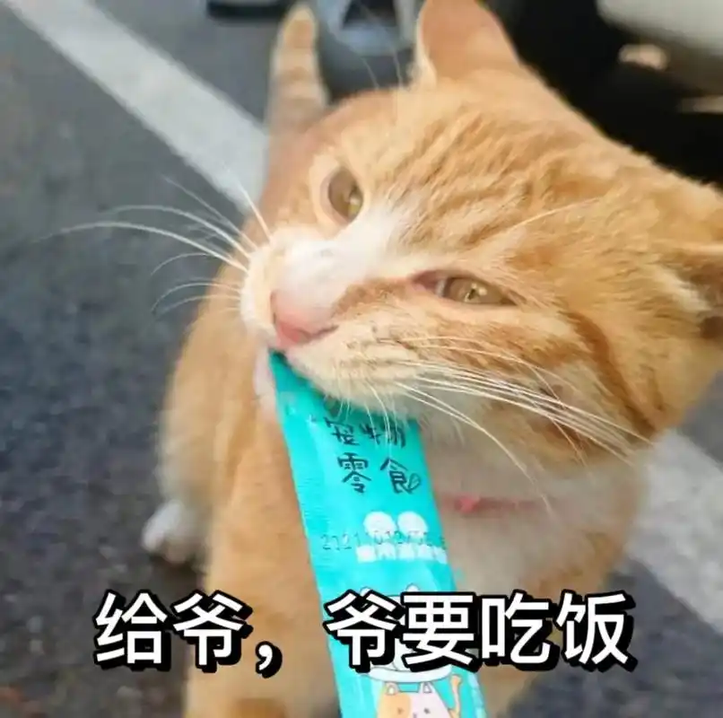 快看45度仰望天空的小喵.助农人前线珍贵资料之喵喵表情包第一弹来啦!