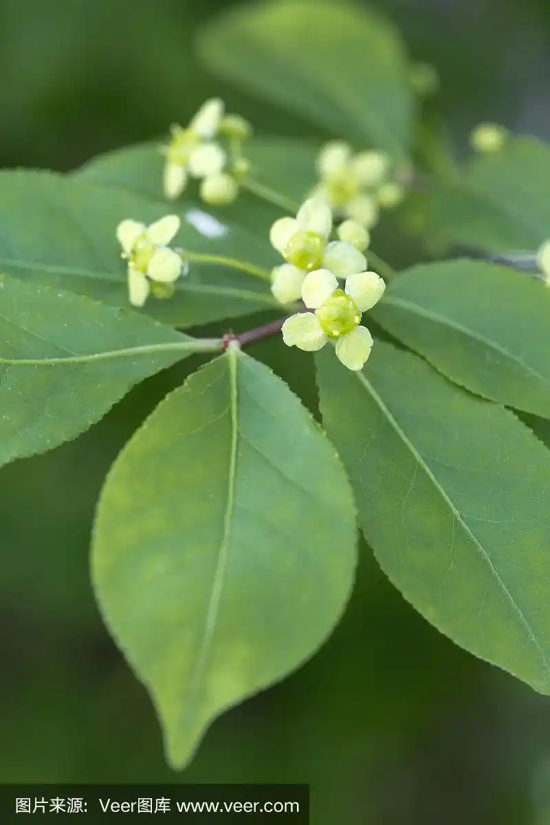 卫矛属开花植物